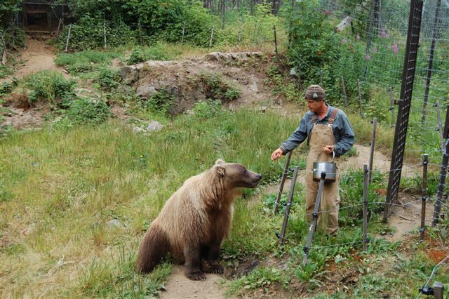 Kitty the Grizzly